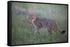 Wild Cat (Felis Silvestris) in Grassland, Codrii Forest Reserve, Moldova, June 2009-Geslin-Framed Stretched Canvas