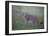 Wild Cat (Felis Silvestris) in Grassland, Codrii Forest Reserve, Moldova, June 2009-Geslin-Framed Photographic Print