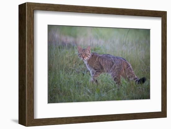 Wild Cat (Felis Silvestris) in Grassland, Codrii Forest Reserve, Moldova, June 2009-Geslin-Framed Photographic Print