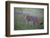 Wild Cat (Felis Silvestris) in Grassland, Codrii Forest Reserve, Moldova, June 2009-Geslin-Framed Photographic Print