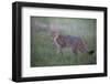 Wild Cat (Felis Silvestris) in Grassland, Codrii Forest Reserve, Moldova, June 2009-Geslin-Framed Photographic Print
