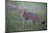 Wild Cat (Felis Silvestris) in Grassland, Codrii Forest Reserve, Moldova, June 2009-Geslin-Mounted Photographic Print