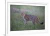 Wild Cat (Felis Silvestris) in Grassland, Codrii Forest Reserve, Moldova, June 2009-Geslin-Framed Photographic Print