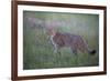 Wild Cat (Felis Silvestris) in Grassland, Codrii Forest Reserve, Moldova, June 2009-Geslin-Framed Photographic Print