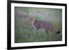 Wild Cat (Felis Silvestris) in Grassland, Codrii Forest Reserve, Moldova, June 2009-Geslin-Framed Photographic Print