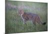 Wild Cat (Felis Silvestris) in Grassland, Codrii Forest Reserve, Moldova, June 2009-Geslin-Mounted Photographic Print