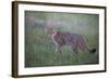 Wild Cat (Felis Silvestris) in Grassland, Codrii Forest Reserve, Moldova, June 2009-Geslin-Framed Photographic Print