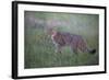 Wild Cat (Felis Silvestris) in Grassland, Codrii Forest Reserve, Moldova, June 2009-Geslin-Framed Photographic Print