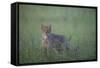 Wild Cat (Felis Silvestris) in Long Grass, Codrii Forest Reserve, Moldova, June 2009-Geslin-Framed Stretched Canvas