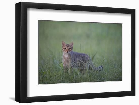 Wild Cat (Felis Silvestris) in Long Grass, Codrii Forest Reserve, Moldova, June 2009-Geslin-Framed Photographic Print