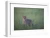 Wild Cat (Felis Silvestris) in Long Grass, Codrii Forest Reserve, Moldova, June 2009-Geslin-Framed Photographic Print