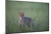 Wild Cat (Felis Silvestris) in Long Grass, Codrii Forest Reserve, Moldova, June 2009-Geslin-Mounted Photographic Print