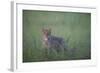 Wild Cat (Felis Silvestris) in Long Grass, Codrii Forest Reserve, Moldova, June 2009-Geslin-Framed Photographic Print