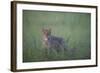 Wild Cat (Felis Silvestris) in Long Grass, Codrii Forest Reserve, Moldova, June 2009-Geslin-Framed Photographic Print