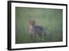 Wild Cat (Felis Silvestris) in Long Grass, Codrii Forest Reserve, Moldova, June 2009-Geslin-Framed Photographic Print