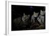 Wild Cat (Felis Silvestris) Mother and Kittens, Black Forest, Baden-Wurttemberg, Germany. October-Klaus Echle-Framed Photographic Print