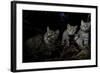 Wild Cat (Felis Silvestris) Mother and Kittens, Black Forest, Baden-Wurttemberg, Germany. October-Klaus Echle-Framed Photographic Print