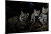 Wild Cat (Felis Silvestris) Mother and Kittens, Black Forest, Baden-Wurttemberg, Germany. October-Klaus Echle-Mounted Photographic Print