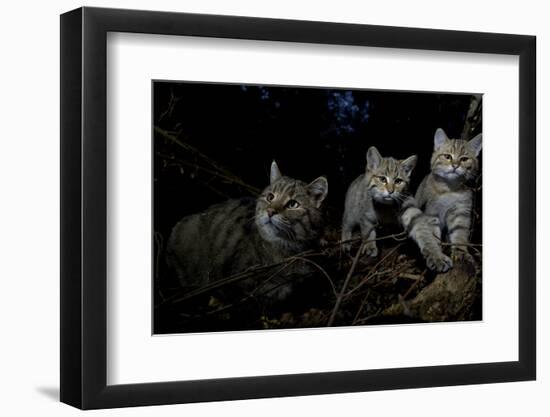 Wild Cat (Felis Silvestris) Mother and Kittens, Black Forest, Baden-Wurttemberg, Germany. October-Klaus Echle-Framed Photographic Print