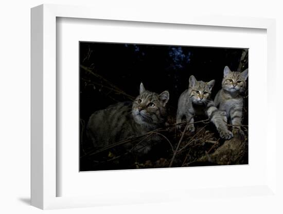 Wild Cat (Felis Silvestris) Mother and Kittens, Black Forest, Baden-Wurttemberg, Germany. October-Klaus Echle-Framed Photographic Print