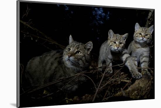 Wild Cat (Felis Silvestris) Mother and Kittens, Black Forest, Baden-Wurttemberg, Germany. October-Klaus Echle-Mounted Photographic Print