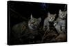 Wild Cat (Felis Silvestris) Mother and Kittens, Black Forest, Baden-Wurttemberg, Germany. October-Klaus Echle-Stretched Canvas