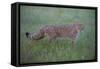 Wild Cat (Felis Silvestris) Walking, Codrii Forest Reserve, Moldova, June 2009-Geslin-Framed Stretched Canvas