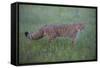 Wild Cat (Felis Silvestris) Walking, Codrii Forest Reserve, Moldova, June 2009-Geslin-Framed Stretched Canvas