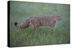 Wild Cat (Felis Silvestris) Walking, Codrii Forest Reserve, Moldova, June 2009-Geslin-Stretched Canvas