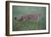 Wild Cat (Felis Silvestris) Walking, Codrii Forest Reserve, Moldova, June 2009-Geslin-Framed Photographic Print