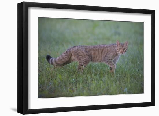 Wild Cat (Felis Silvestris) Walking, Codrii Forest Reserve, Moldova, June 2009-Geslin-Framed Photographic Print