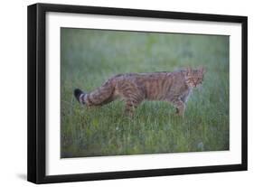 Wild Cat (Felis Silvestris) Walking, Codrii Forest Reserve, Moldova, June 2009-Geslin-Framed Photographic Print
