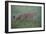 Wild Cat (Felis Silvestris) Walking, Codrii Forest Reserve, Moldova, June 2009-Geslin-Framed Photographic Print