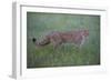 Wild Cat (Felis Silvestris) Walking, Codrii Forest Reserve, Moldova, June 2009-Geslin-Framed Photographic Print