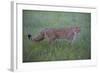 Wild Cat (Felis Silvestris) Walking, Codrii Forest Reserve, Moldova, June 2009-Geslin-Framed Photographic Print