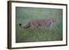 Wild Cat (Felis Silvestris) Walking, Codrii Forest Reserve, Moldova, June 2009-Geslin-Framed Photographic Print