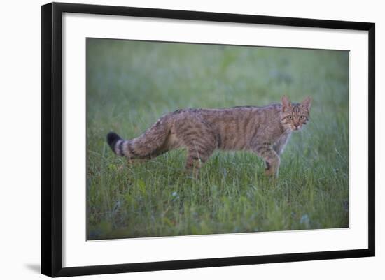 Wild Cat (Felis Silvestris) Walking, Codrii Forest Reserve, Moldova, June 2009-Geslin-Framed Photographic Print