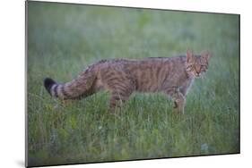 Wild Cat (Felis Silvestris) Walking, Codrii Forest Reserve, Moldova, June 2009-Geslin-Mounted Photographic Print