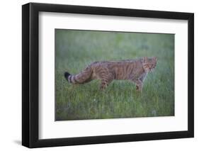 Wild Cat (Felis Silvestris) Walking, Codrii Forest Reserve, Moldova, June 2009-Geslin-Framed Photographic Print