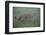 Wild Cat (Felis Silvestris) Walking, Codrii Forest Reserve, Moldova, June 2009-Geslin-Framed Photographic Print