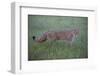 Wild Cat (Felis Silvestris) Walking, Codrii Forest Reserve, Moldova, June 2009-Geslin-Framed Photographic Print