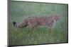 Wild Cat (Felis Silvestris) Walking, Codrii Forest Reserve, Moldova, June 2009-Geslin-Mounted Photographic Print