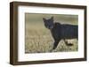 Wild cat (Felis silvestris) walking, Vosges, France-Fabrice Cahez-Framed Photographic Print