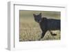 Wild cat (Felis silvestris) walking, Vosges, France-Fabrice Cahez-Framed Photographic Print