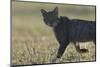 Wild cat (Felis silvestris) walking, Vosges, France-Fabrice Cahez-Mounted Photographic Print