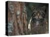 Wild Cat in Pine Forest, Cairngorms National Park, Scotland, UK-Pete Cairns-Stretched Canvas