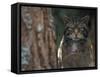 Wild Cat in Pine Forest, Cairngorms National Park, Scotland, UK-Pete Cairns-Framed Stretched Canvas