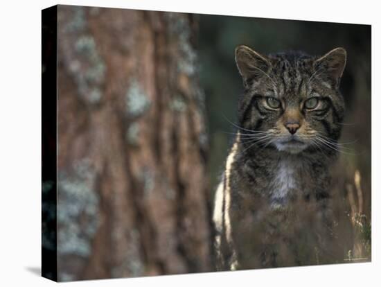 Wild Cat in Pine Forest, Cairngorms National Park, Scotland, UK-Pete Cairns-Stretched Canvas