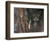Wild Cat in Pine Forest, Cairngorms National Park, Scotland, UK-Pete Cairns-Framed Premium Photographic Print