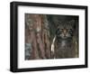 Wild Cat in Pine Forest, Cairngorms National Park, Scotland, UK-Pete Cairns-Framed Premium Photographic Print